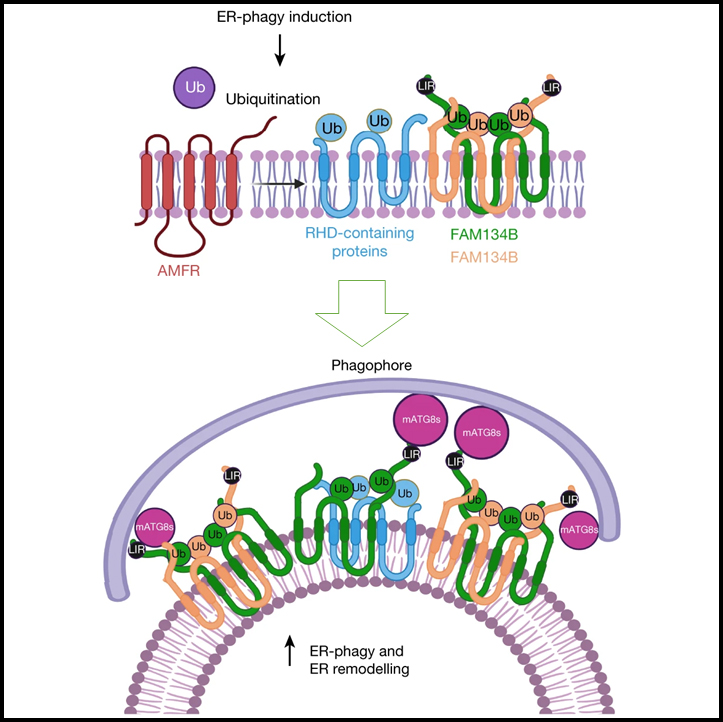 Ubiquitination regulates ER-phagy and remodelling of endoplasmic reticulum