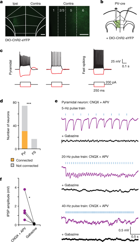 [fig1] Long-range inhibition synchronizes and updates prefrontal task activity