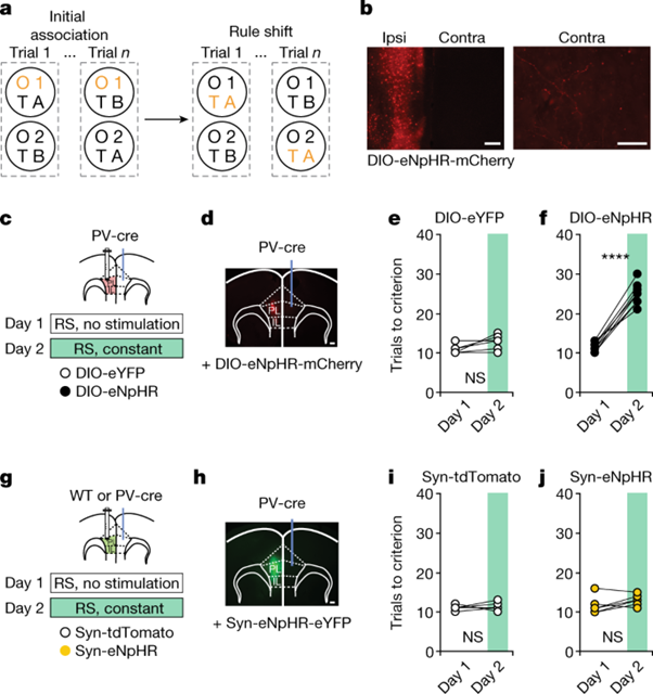 [fig2] Long-range inhibition synchronizes and updates prefrontal task activity