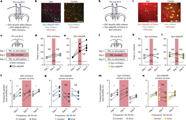 [fig3] Long-range inhibition synchronizes and updates prefrontal task activity