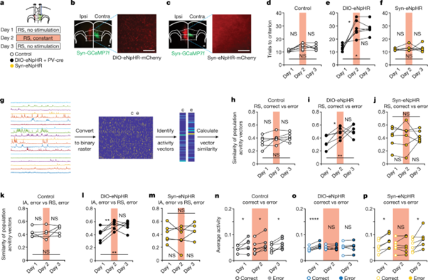 [fig4] Long-range inhibition synchronizes and updates prefrontal task activity