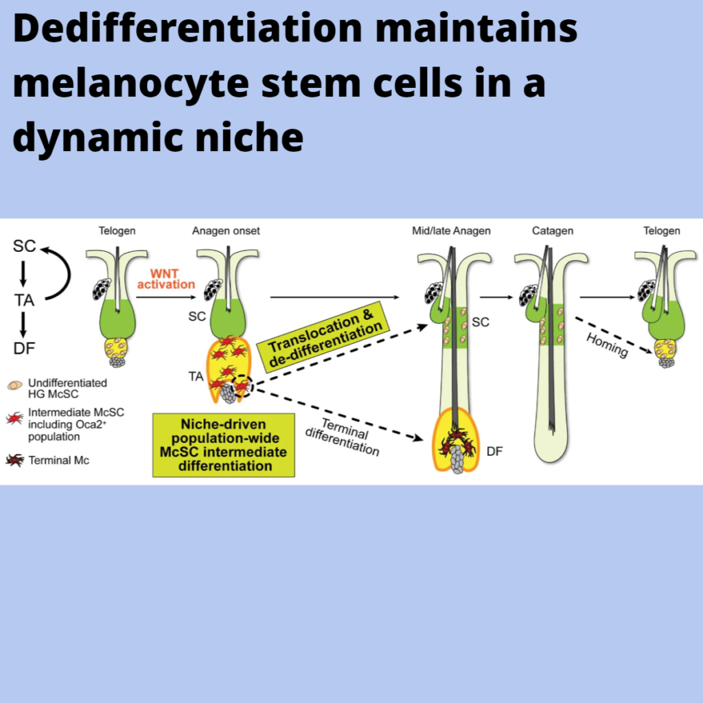 Dedifferentiation maintains melanocyte stem cells in a dynamic niche