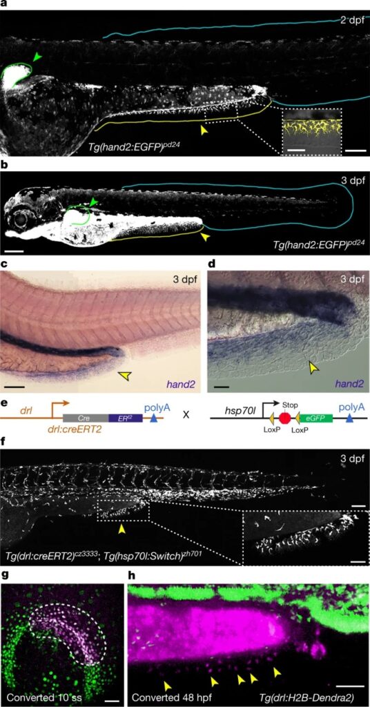 A median fin derived from the lateral plate mesoderm and the origin of paired fins