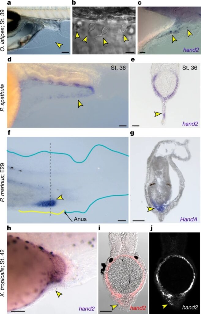 A median fin derived from the lateral plate mesoderm and the origin of paired fins