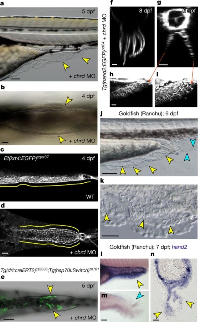 A median fin derived from the lateral plate mesoderm and the origin of paired fins