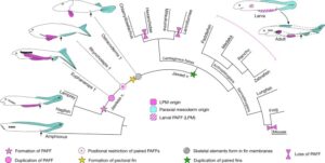 Read more about the article A median fin derived from the lateral plate mesoderm and the origin of paired fins