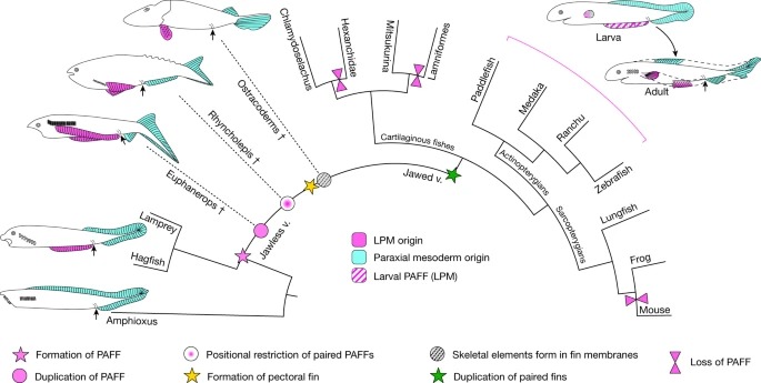 A median fin derived from the lateral plate mesoderm and the origin of paired fins