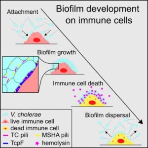 Read more about the article Biofilm formation on human immune cells is a multicellular predation strategy of Vibrio cholerae