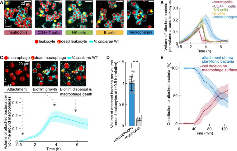 Biofilm formation on human immune cells is a multicellular predation strategy of Vibrio cholerae