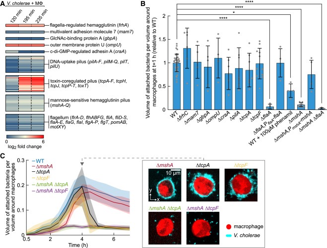 Biofilm formation on human immune cells is a multicellular predation strategy of Vibrio cholerae