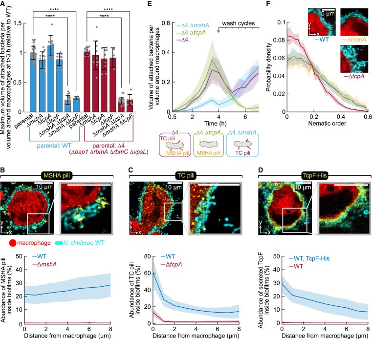 Biofilm formation on human immune cells is a multicellular predation strategy of Vibrio cholerae