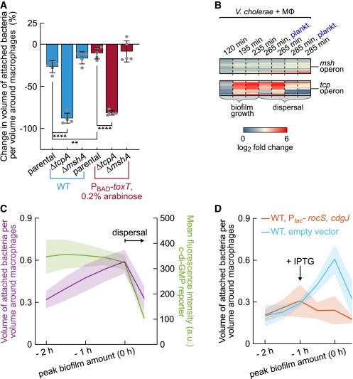 Biofilm formation on human immune cells is a multicellular predation strategy of Vibrio cholerae