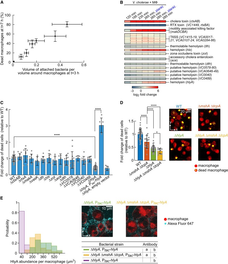 Biofilm formation on human immune cells is a multicellular predation strategy of Vibrio cholerae