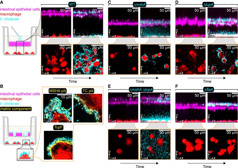 Biofilm formation on human immune cells is a multicellular predation strategy of Vibrio cholerae