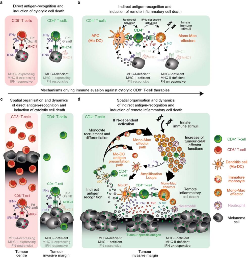 CD4+ T cell-induced inflammatory cell death controls immune-evasive tumours