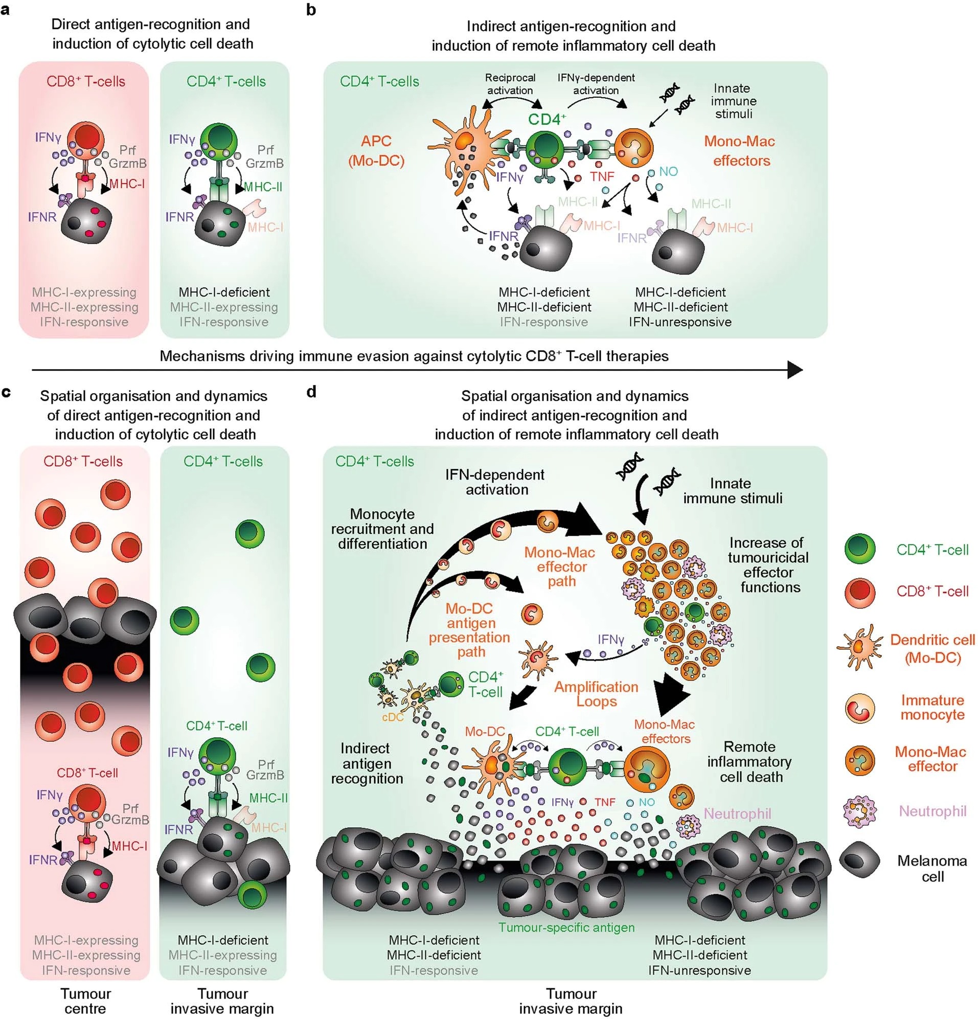 Read more about the article CD4+ T cell-induced inflammatory cell death controls immune-evasive tumours