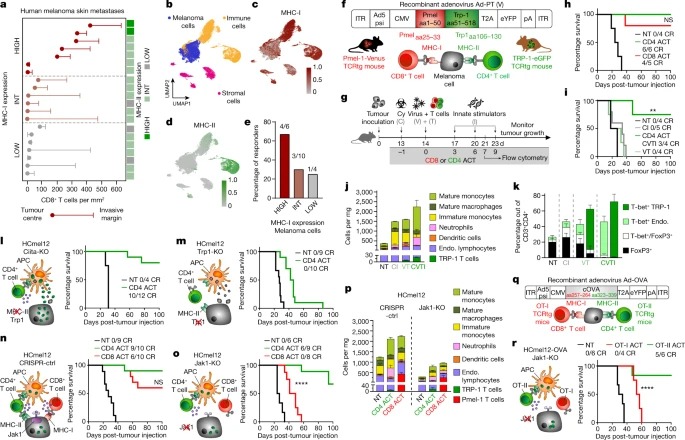 CD4+ T cell-induced inflammatory cell death controls immune-evasive tumours