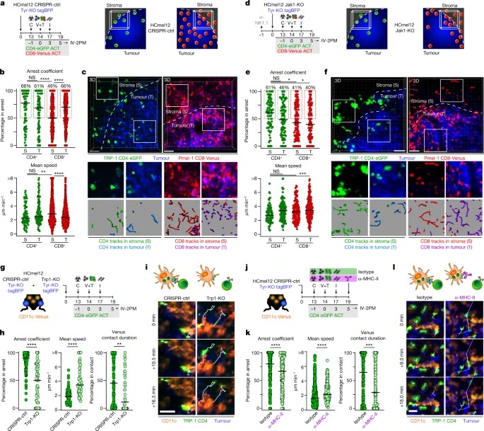 CD4+ T cell-induced inflammatory cell death controls immune-evasive tumours