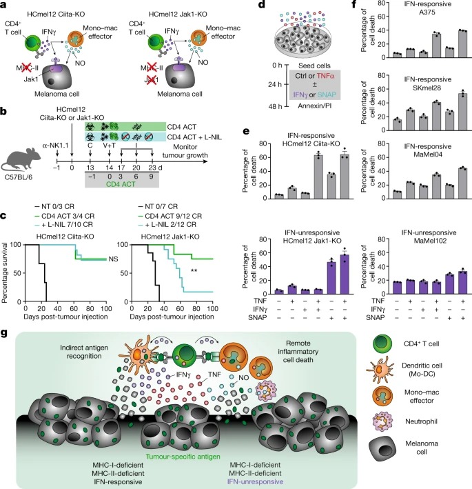 CD4+ T cell-induced inflammatory cell death controls immune-evasive tumours