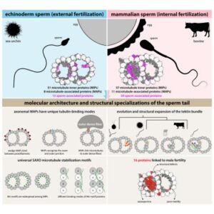 Read more about the article Structural specializations of the sperm tail