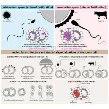 Structural specializations of the sperm tail