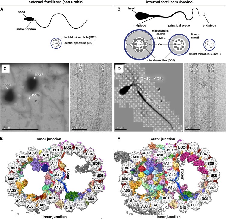 Structural specializations of the sperm tail