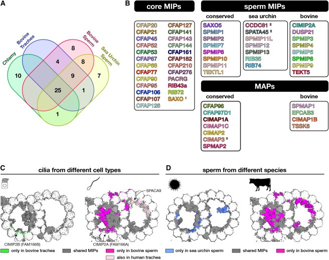 Structural specializations of the sperm tail