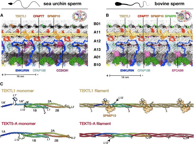 Structural specializations of the sperm tail