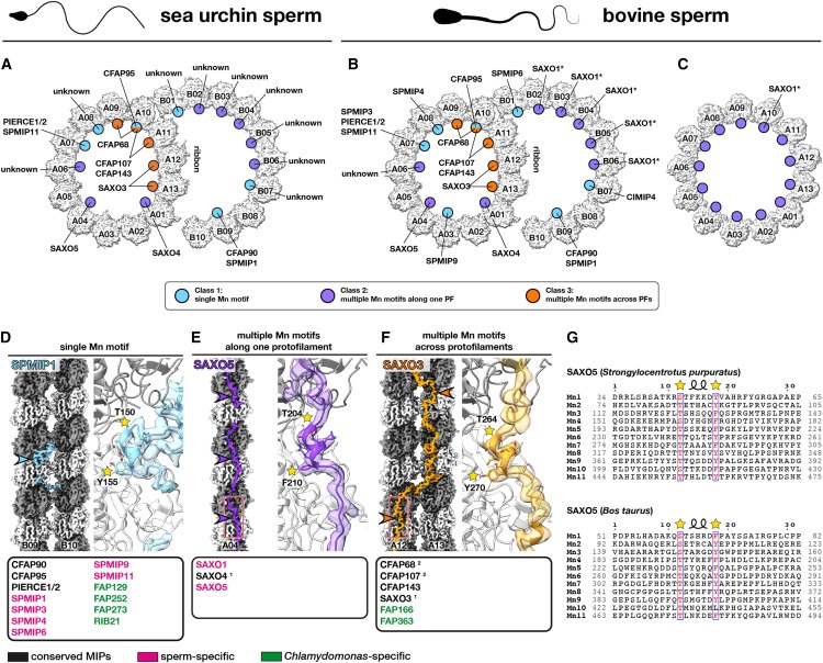 Structural specializations of the sperm tail