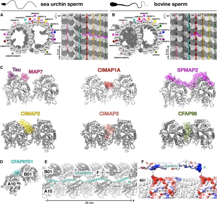 Structural specializations of the sperm tail