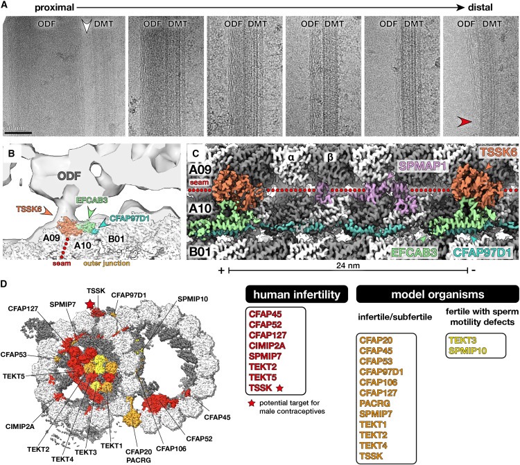 Structural specializations of the sperm tail