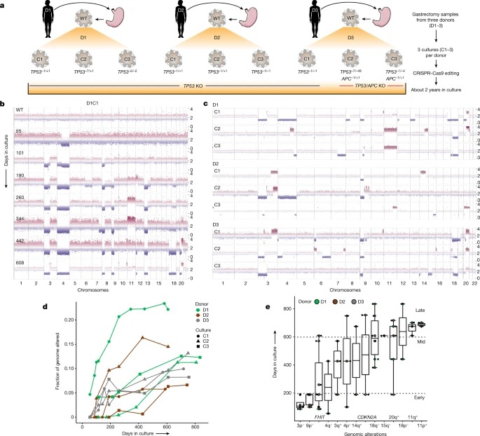 Deterministic evolution and stringent selection during preneoplasia