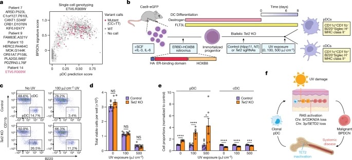 Ultraviolet radiation shapes dendritic cell leukaemia transformation in the skin