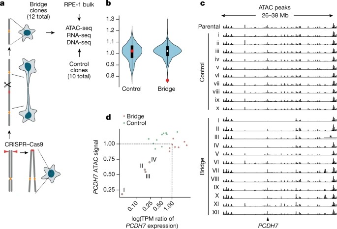 Heritable transcriptional defects from aberrations of nuclear architecture