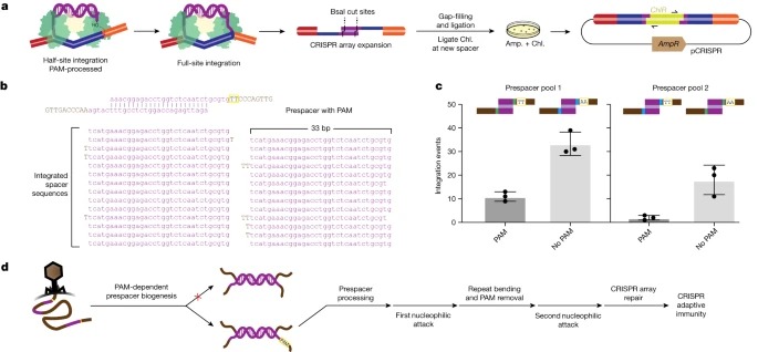 Genome expansion by a CRISPR trimmer-integrase