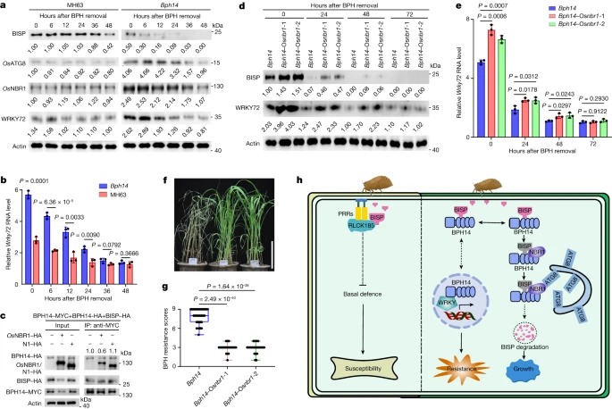 A tripartite rheostat controls self-regulated host plant resistance to insects