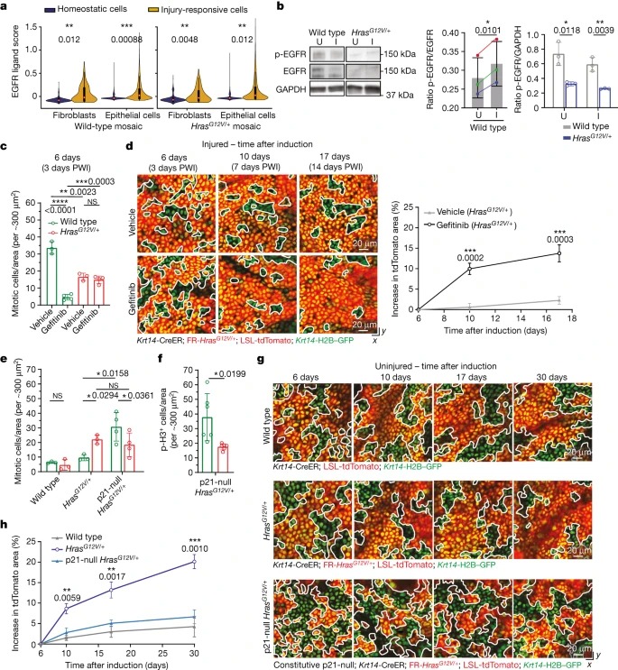 Injury prevents Ras mutant cell expansion in mosaic skin