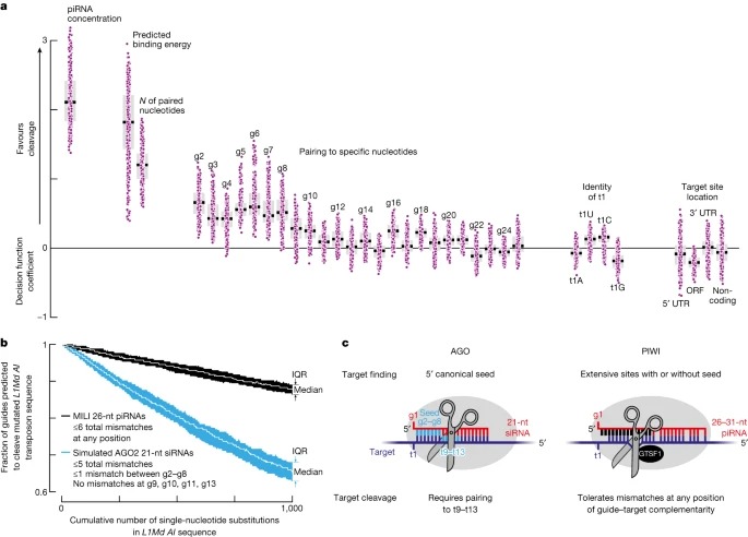 Relaxed targeting rules help PIWI proteins silence transposons