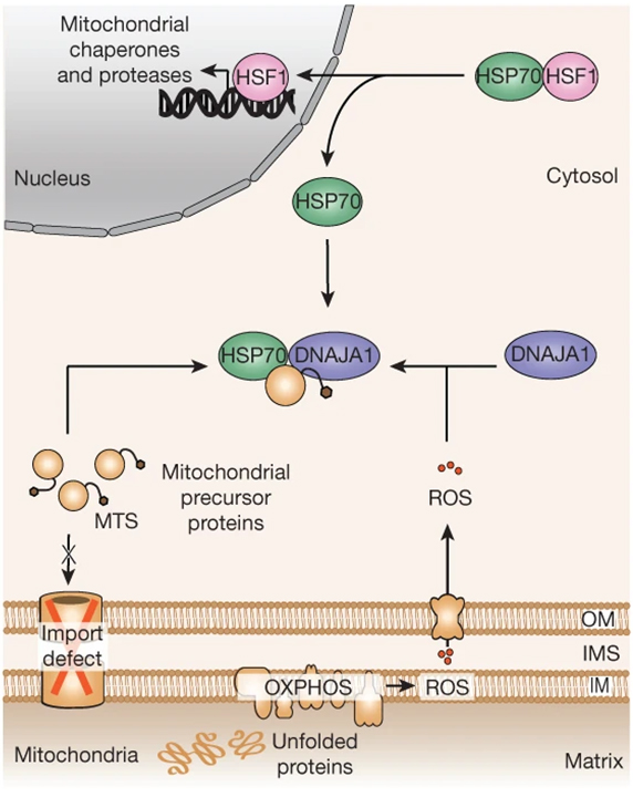 A cytosolic surveillance mechanism activates the mitochondrial UPR