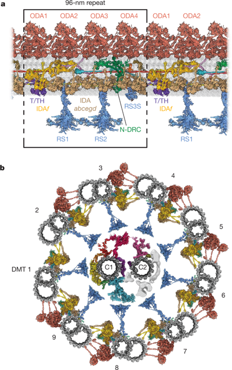 [Abs] Axonemal structures reveal mechanoregulatory and disease mechanisms