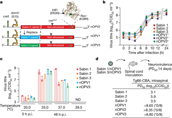 [Abs] Genetic stabilization of attenuated oral vaccines against poliovirus types 1 and 3