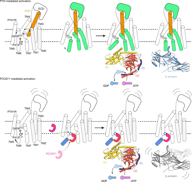 Class B1 GPCR activation by an intracellular agonist