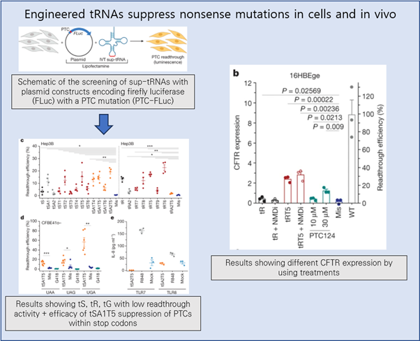 Read more about the article Engineered tRNAs suppress nonsense mutations in cells and in vivo