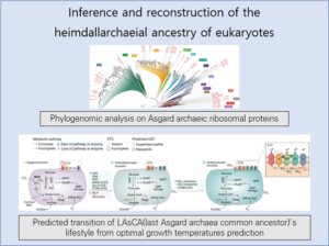 Read more about the article Inference and reconstruction of the heimdallarchaeial ancestry of eukaryotes