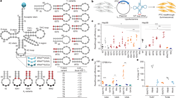 [Fig1] Engineered tRNAs suppress nonsense mutations in cells and in vivo