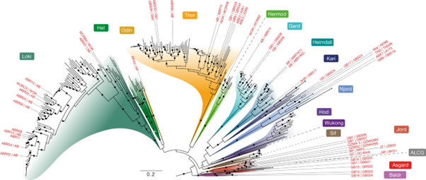 [Fig1] Inference and reconstruction of the heimdallarchaeial ancestry of eukaryotes