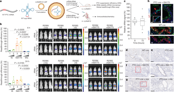 [Fig2] Engineered tRNAs suppress nonsense mutations in cells and in vivo