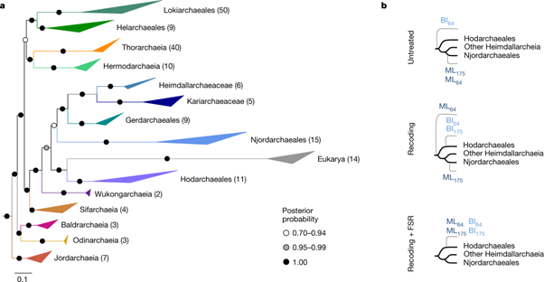 [Fig2] Inference and reconstruction of the heimdallarchaeial ancestry of eukaryotes