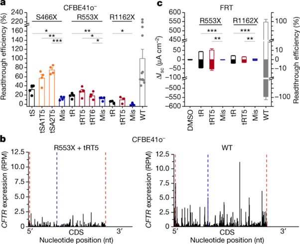 [Fig3] Engineered tRNAs suppress nonsense mutations in cells and in vivo