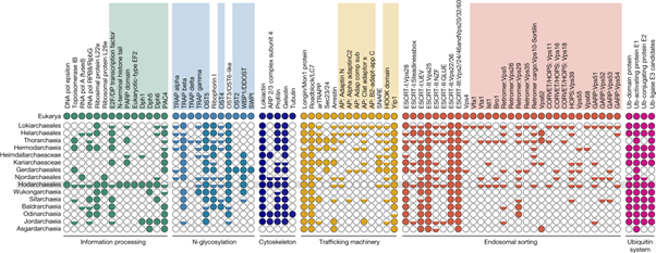 [Fig3] Inference and reconstruction of the heimdallarchaeial ancestry of eukaryotes